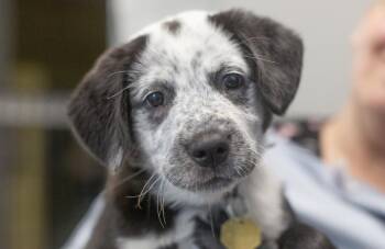 Border Collie and Australian Cattle Dog Blue Heeler Dogs Available for Adoption in Mountain Home, Arkansas - Panda | PetCurious