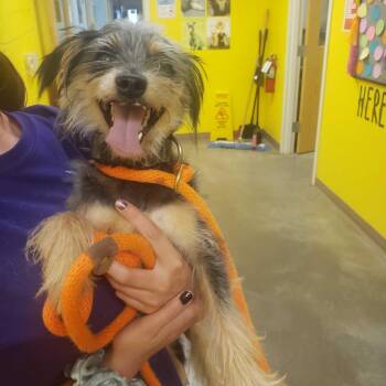 Chance -  Schnauzer and Yorkshire Terrier Dog for Adoption in Ottawa, Kansas - Chance | PetCurious