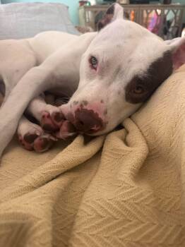 Georgie -  Pit Bull Terrier Dog for Adoption in Mount Pleasant, South Carolina - Georgie | PetCurious