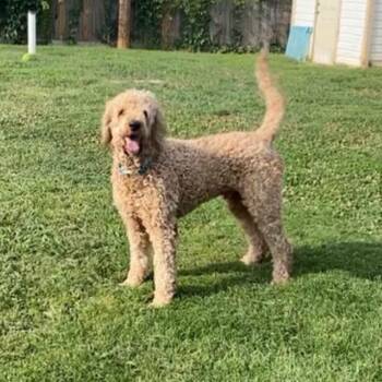 Jax -  Goldendoodle Dog for Adoption in Edmond, Oklahoma - Jax | PetCurious
