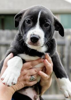 Border Collie Dogs Available for Adoption in Pflugerville, Texas - Pumpaa | PetCurious