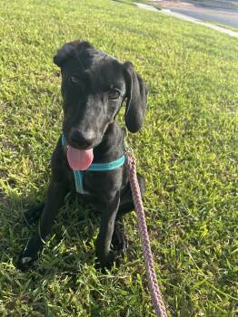Rescue Black Labrador Retriever Dogs for Adoption in Harlingen, Texas - Mickey | PetCurious
