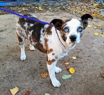 Pug and Boston Terrier Dogs Available for Adoption - Kamalo BR14172-T | PetCurious