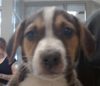 Hound Dogs Available for Adoption in Oklahoma City, Oklahoma - A475372 | PetCurious