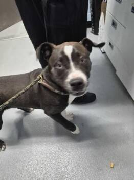 Pit Bull Terrier Dogs Available for Adoption - Pen 163 | PetCurious