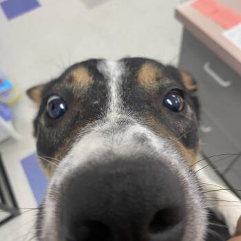 Rescue Australian Cattle Dog Blue Heeler and Australian Shepherd Dogs for Adoption in Dixon, Illinois - Larry | PetCurious