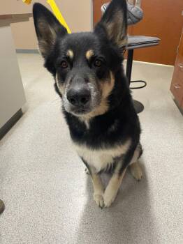Rescue German Shepherd Dog and Husky Dogs for Adoption in Billings, Montana - Rebal | PetCurious