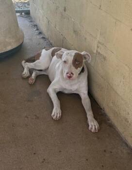 Sawyer -  Pit Bull Terrier and Mixed Breed Dog for Adoption in West Memphis, Arkansas - Sawyer | PetCurious