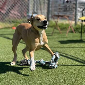 Copper (Moe) -  Mixed Breed Dog for Adoption in Chattanooga, Tennessee - Copper (Moe) | PetCurious