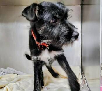 Schnauzer and Mixed Breed Dogs Available for Adoption in St. Louis, Missouri - LITTLEFOOT | PetCurious