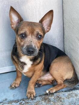 CRAZY TAZ -  Chihuahua and Mixed Breed Dog for Adoption in Corpus Christi, Texas - CRAZY TAZ | PetCurious