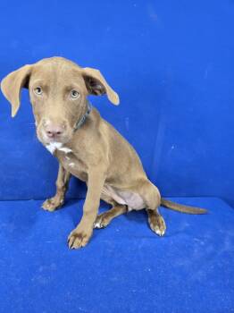 Rescue Mixed Breed Dogs for Adoption in Ruston, Louisiana - Song | PetCurious