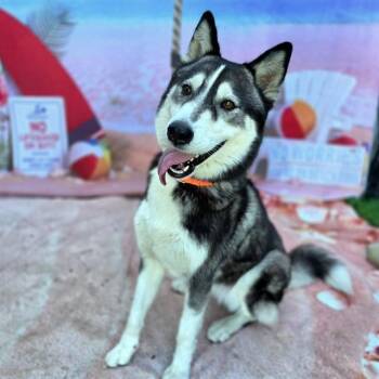 FRIDA -  Husky Dog for Adoption in Long Beach, California - FRIDA | PetCurious