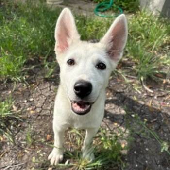 Rescue Husky and Shepherd Dogs for Adoption in San Antonio, Texas - Brie | PetCurious