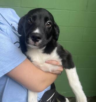 Bucatini Available 8/21 -  Collie Dog for Adoption in Elmsford, New York - Bucatini Available 8/21 | PetCurious