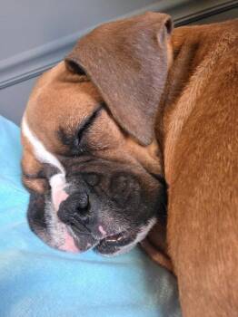 Boxer Dogs Available for Adoption - Minnie | PetCurious