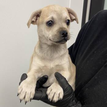 Husky and Pug Dogs Available for Adoption in Abilene, Texas - Buddha | PetCurious