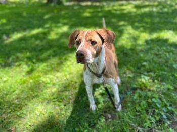 Rescue Hound and Mixed Breed Dogs for Adoption in Knoxville, Tennessee - Sadie *COURTEST POST* | PetCurious