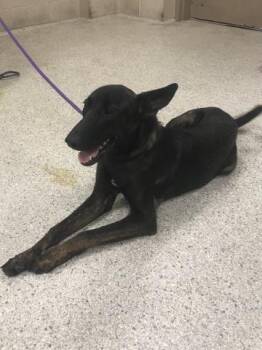 A432551 -  German Shepherd Dog Dog for Adoption in Conroe, Texas - A432551 | PetCurious