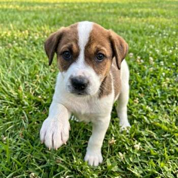 Cattle Dog and Australian Shepherd Dogs Available for Adoption in Tulsa, Oklahoma - Skippa | PetCurious