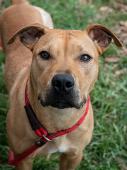 Rescue Mixed Breed Dogs for Adoption in Atlanta, Georgia - Rotisserie Chicken | PetCurious