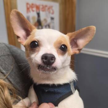 Chihuahua Dogs Available for Adoption in Lacona, New York - Luke | PetCurious