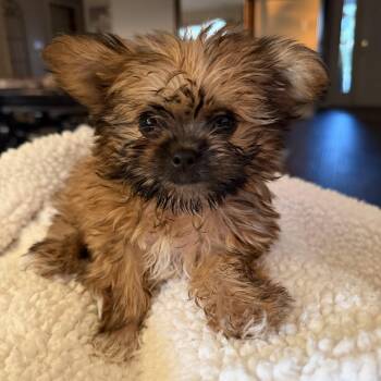 Calypso -  Shih Tzu and Chihuahua Dog for Adoption in Fort Collins, Colorado - Calypso | PetCurious