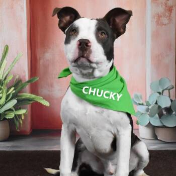 Chucky -  Pit Bull Terrier Dog for Adoption in Yuma, Arizona - Chucky | PetCurious