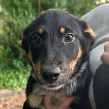 Australian Cattle Dog Blue Heeler Dogs Available for Adoption in Richmond, Virginia - Ginger | PetCurious