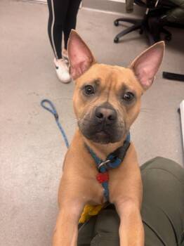 Pit Bull Terrier and Mixed Breed Dogs Available for Adoption in San Francisco, California - LEAPFROG | PetCurious