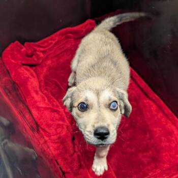 Husky and Mixed Breed Dogs Available for Adoption - Wynston | PetCurious