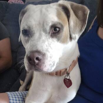 Leora--In Foster -  Pit Bull Terrier and Mixed Breed Dog for Adoption in Fargo, North Dakota - Leora--In Foster | PetCurious