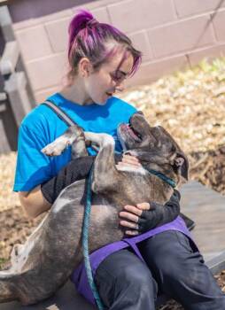 Galleon -  Mixed Breed Dog for Adoption in Chamblee, Georgia - Galleon | PetCurious