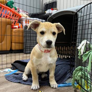 Shepherd and Mixed Breed Dogs Available for Adoption in Parker, Colorado - 549 (2026) Daisy | PetCurious