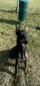 ODESSEUS -  Doberman Pinscher and Mixed Breed Dog for Adoption in Pasadena, Texas - ODESSEUS | PetCurious