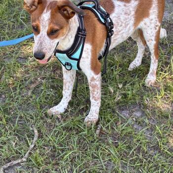 Jesse -  Australian Cattle Dog Blue Heeler Dog for Adoption in Ruskin, Florida - Jesse | PetCurious