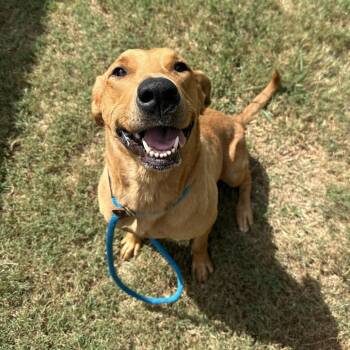 Little Lady -  Mixed Breed Dog for Adoption in Chattanooga, Tennessee - Little Lady | PetCurious