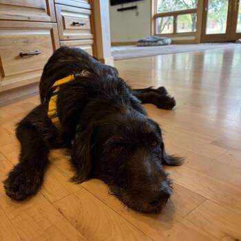 Binx -  Mixed Breed Dog for Adoption in Hailey, Idaho - Binx | PetCurious