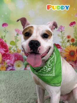Mixed Breed Dogs Available for Adoption in Flint, Michigan - Puddy | PetCurious