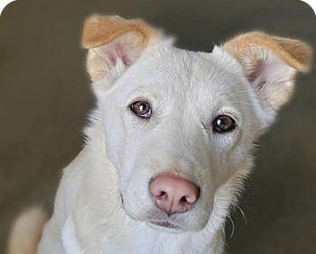 Jindo Dogs Available for Adoption - Mira | PetCurious