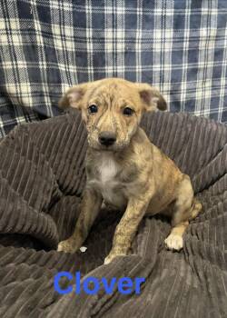 Terrier Dogs Available for Adoption in Topeka, Kansas - Clover | PetCurious