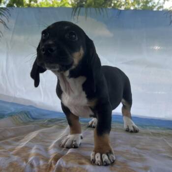 Dax Elmore -  Basset Hound and Mixed Breed Dog for Adoption in Huntsville, Alabama - Dax Elmore | PetCurious