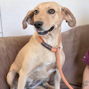 Erica -  Mixed Breed Dog for Adoption in Hopkinton, Massachusetts - Erica | PetCurious