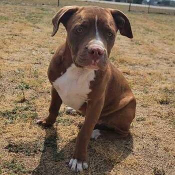 Pit Bull Terrier Dogs Available for Adoption in Valdosta, Georgia - Bruno | PetCurious