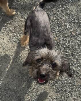Rescue Terrier Dogs for Adoption in Knightsen, California - Josie | PetCurious