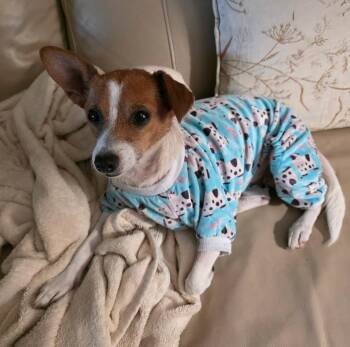 Chihuahua Dogs Available for Adoption in Osteen, Florida - Tinsley | PetCurious