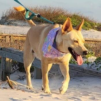 Maddie -  Retriever and Shepherd Dog for Adoption in Corpus Christi, Texas - Maddie | PetCurious