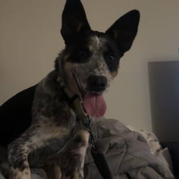 Valentino -  Cattle Dog Dog for Adoption in Harrisonburg, Virginia - Valentino | PetCurious