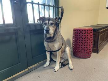 Rescue German Shepherd Dog and Siberian Husky Dogs for Adoption in Pasadena, California - KAYLA | PetCurious