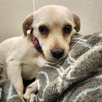 Pug Dogs Available for Adoption - Pixie - Chino Hills Location | PetCurious